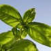 Basil: a spice of life