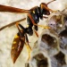 It's not good to aggravate a wasp's nest