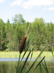 a cattail has lots of uses for the survivor