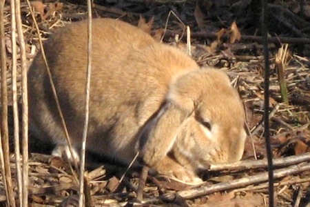 Sunning rabbit